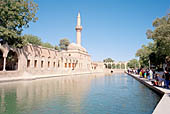 Urfa, Ayn i Zeliha, filled with sacred carps.